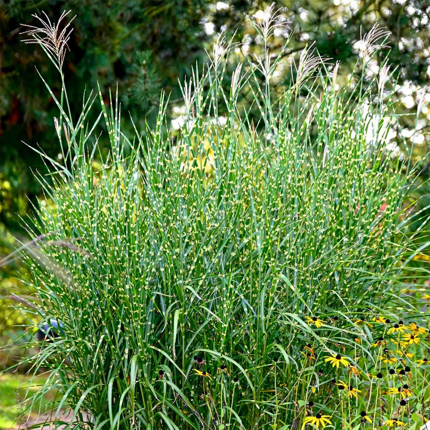Miscanthus sinensis 'Strictus'