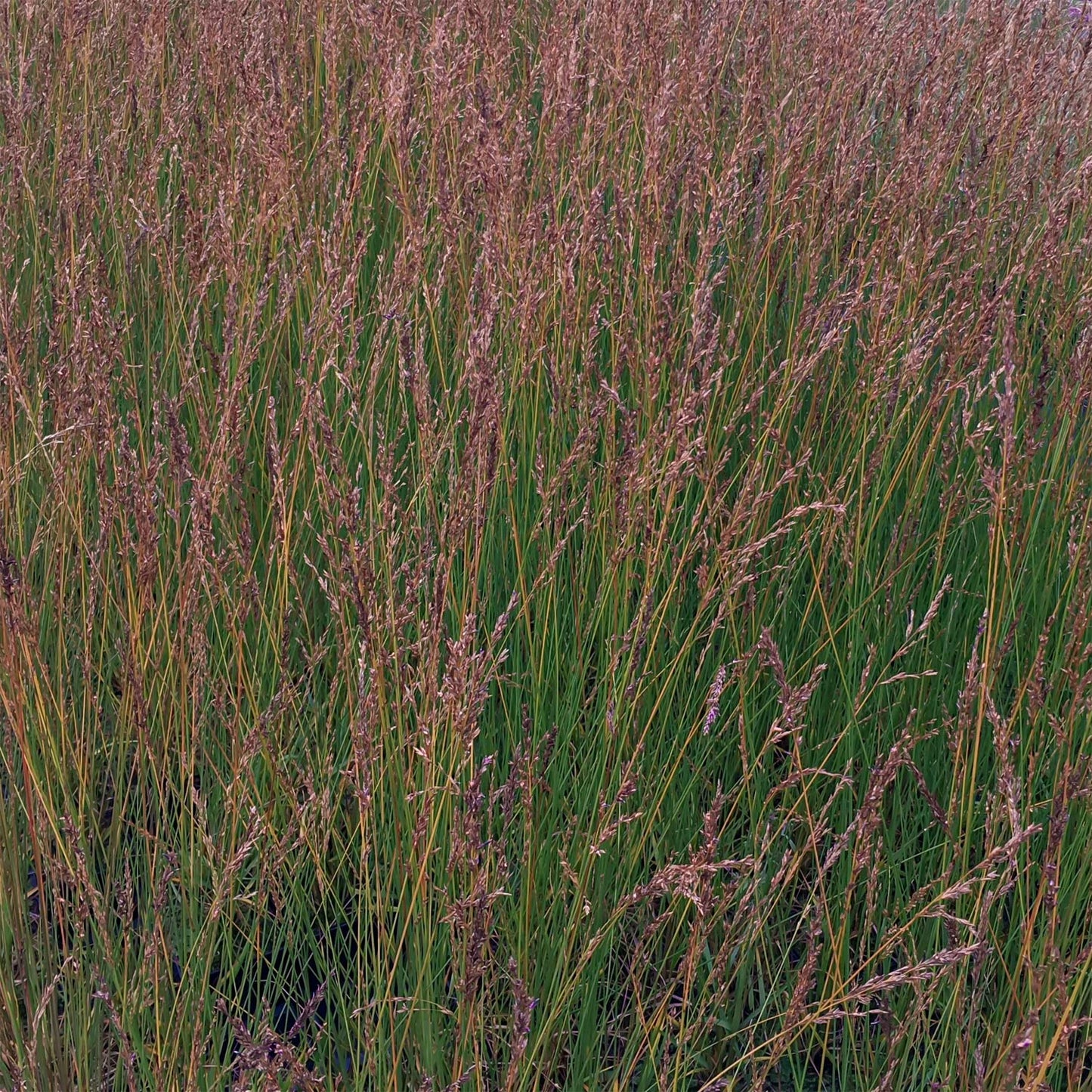 Molinia caerulea subsp. caerulea 'Edith Dudszus'
