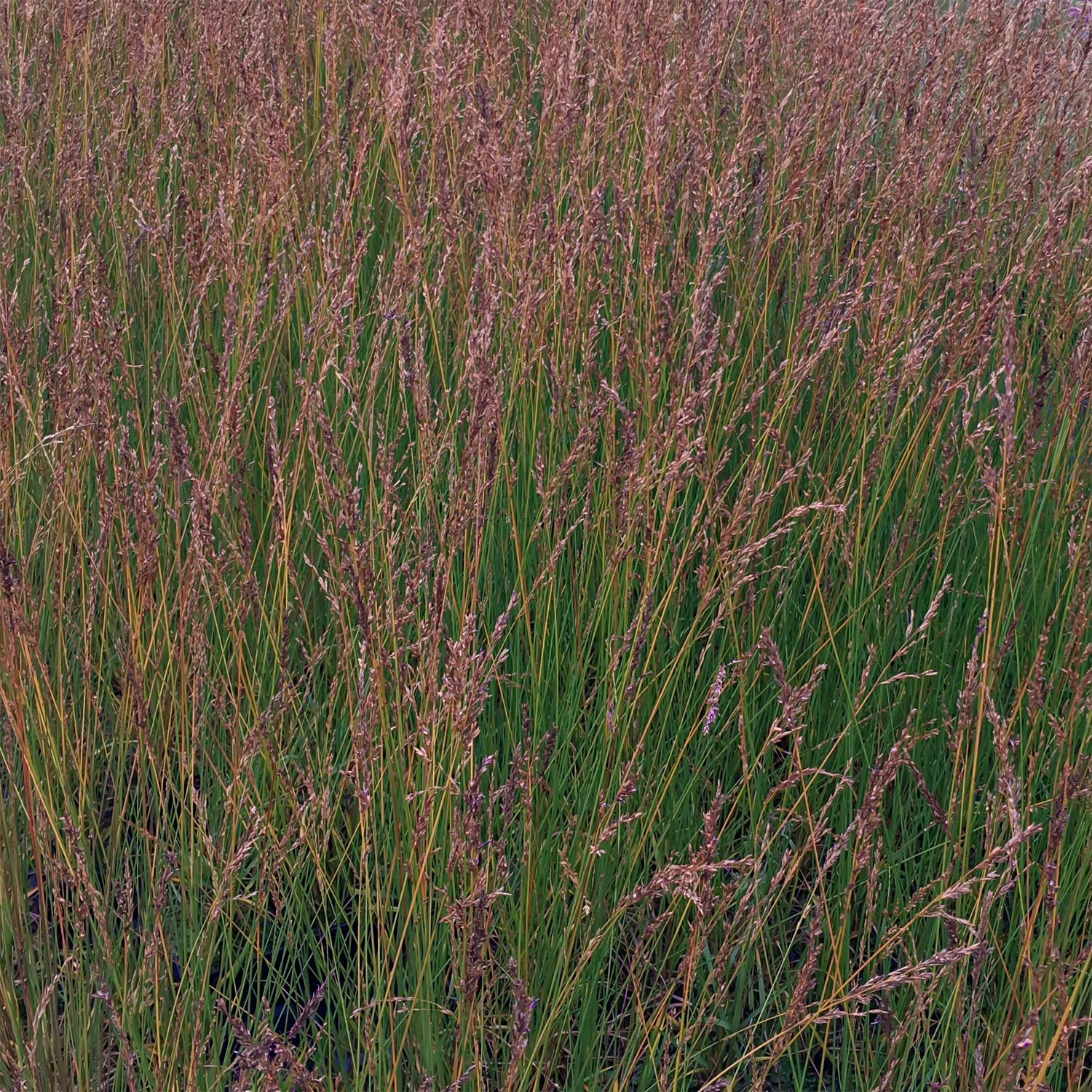 Molinia caerulea subsp. caerulea 'Edith Dudszus'