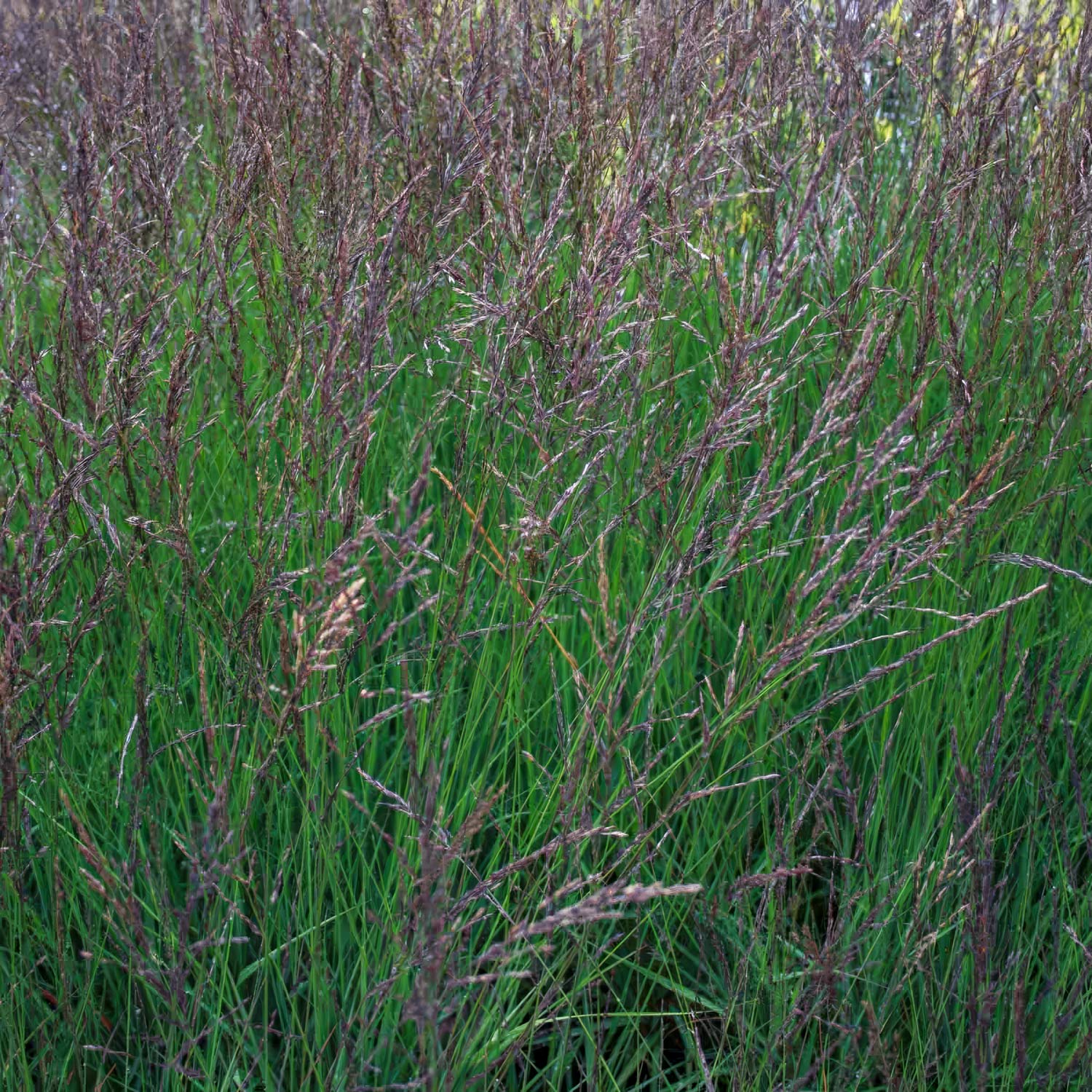 Molinia caerulea subsp. caerulea 'Edith Dudszus'