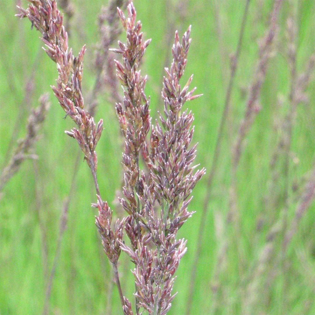 Molinia caerulea subsp. caerulea 'Edith Dudszus'
