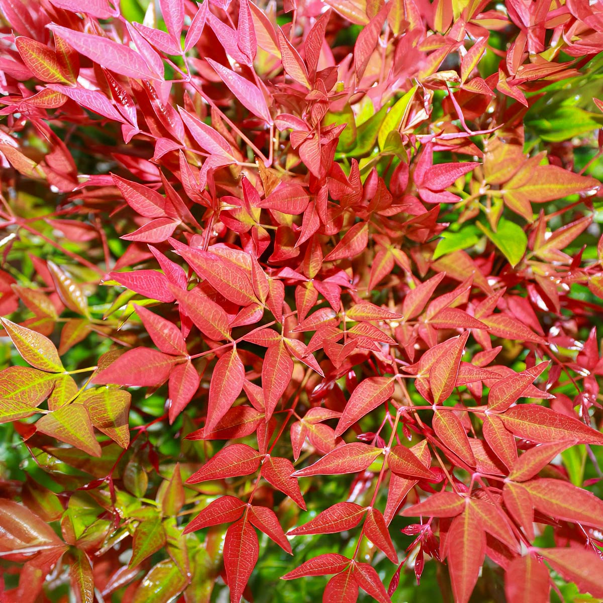 Nandina domestica 'Obsessed'