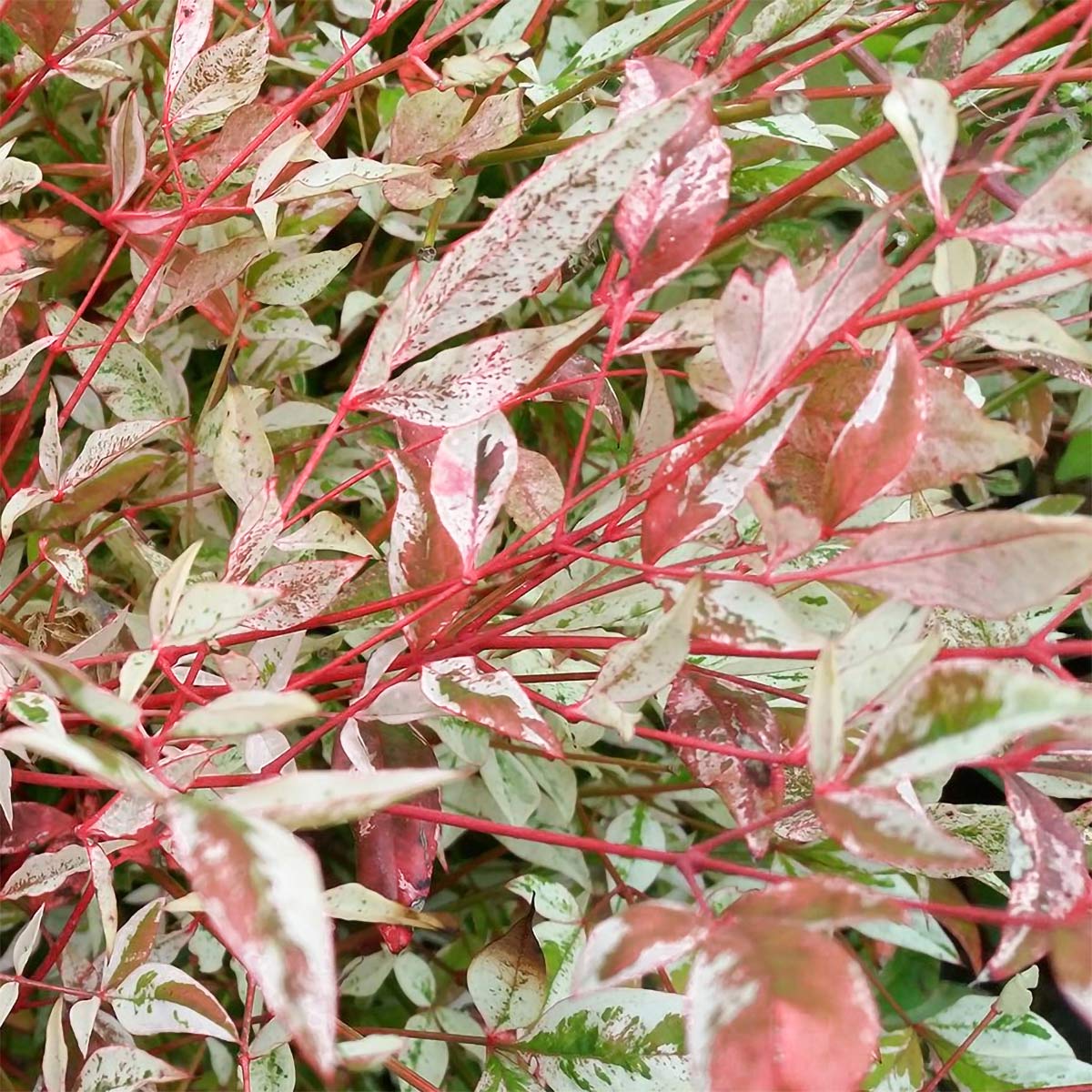Nandina domestica 'Twilight'