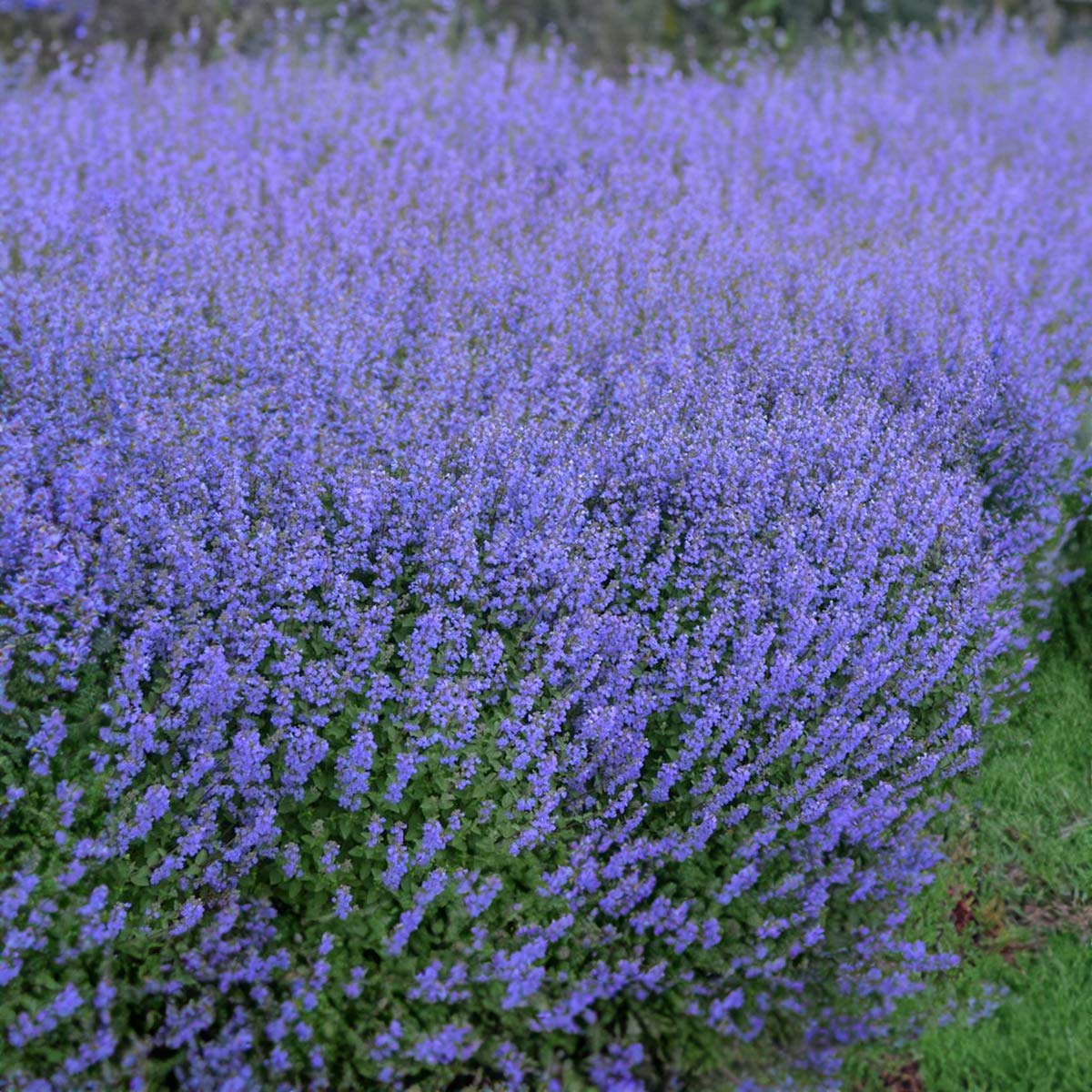 Nepeta faassenii 'Purrsian Blue' (Catmint)