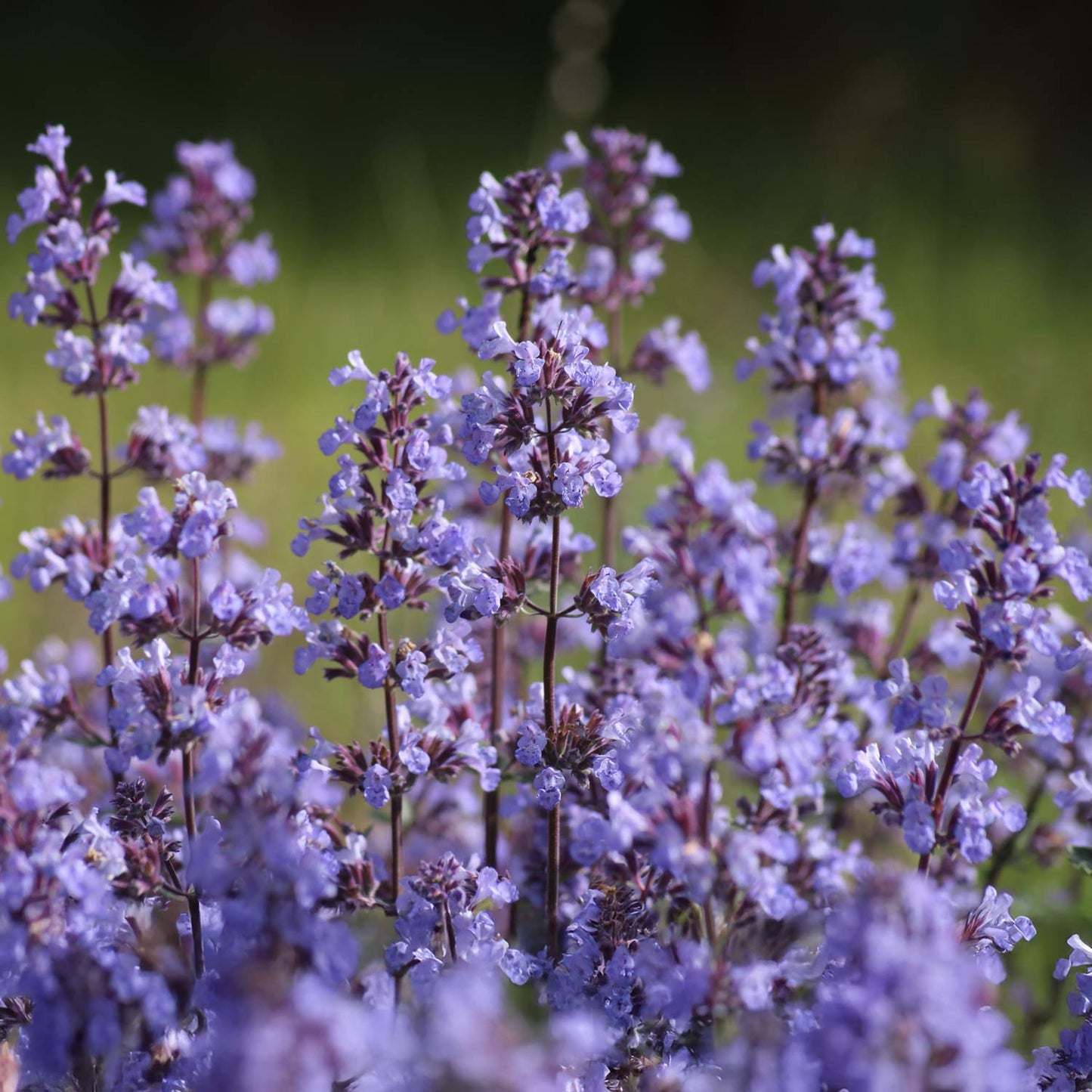 Nepeta racemosa