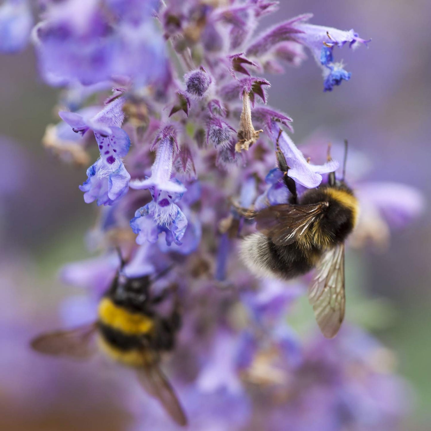 Nepeta racemosa