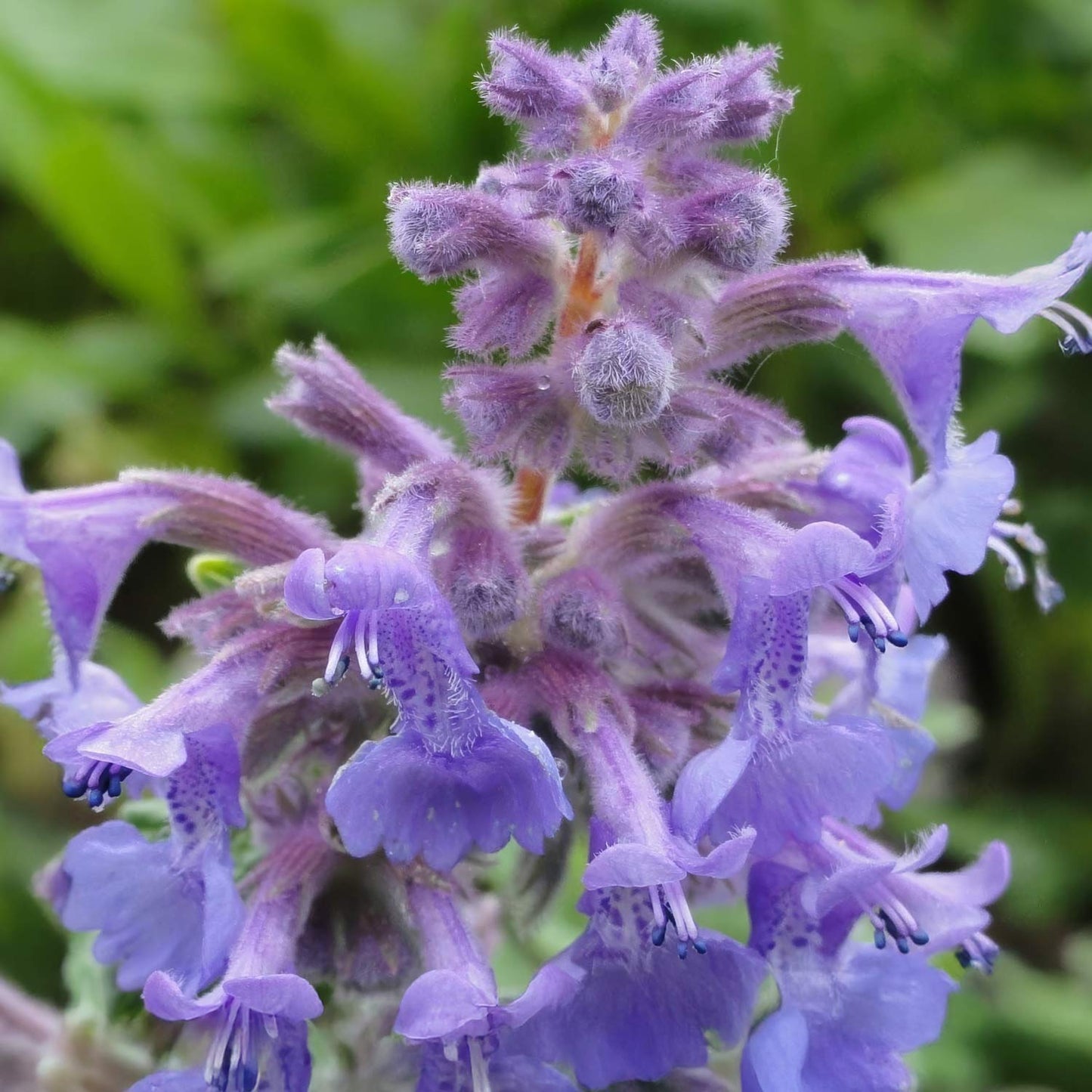 Nepeta racemosa