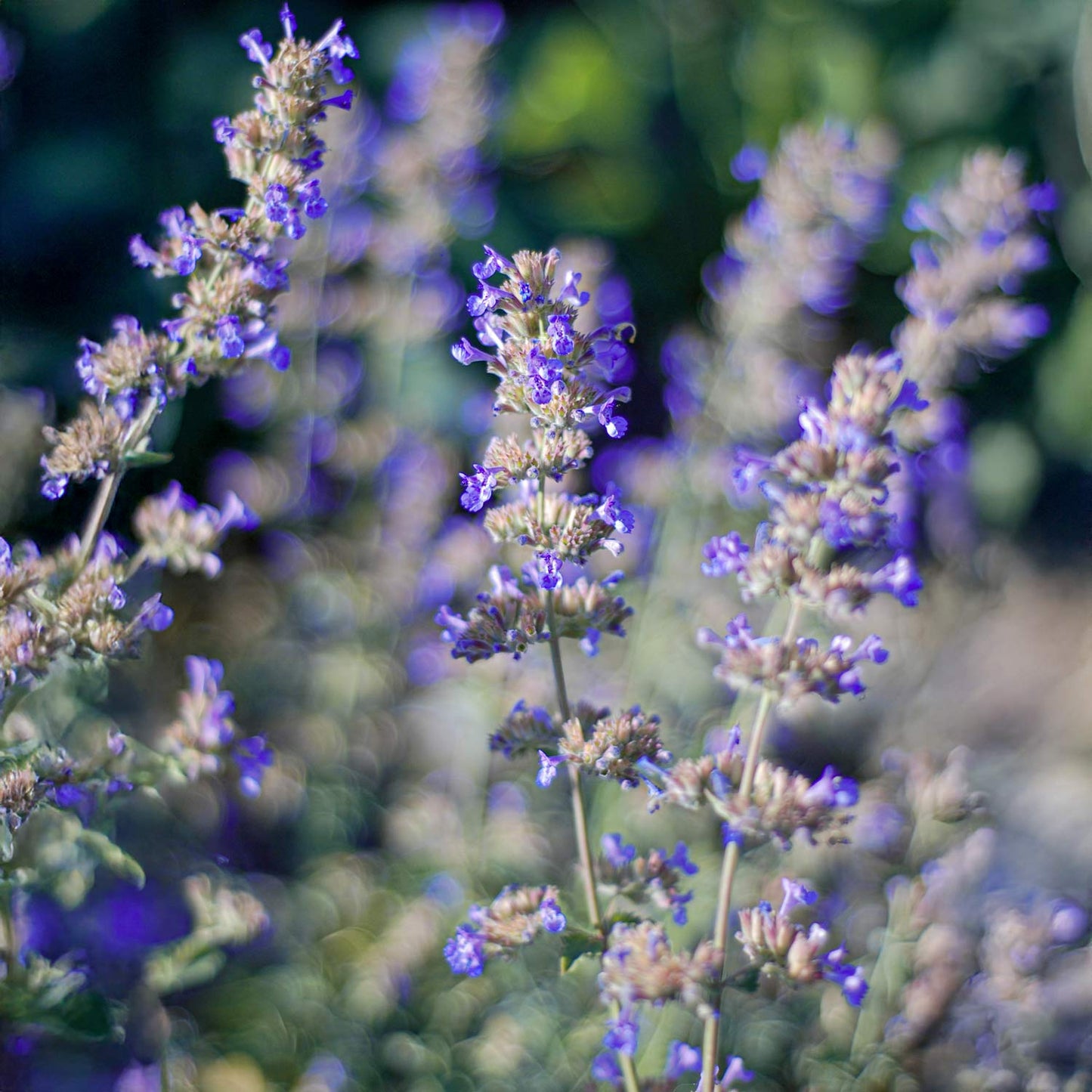 Nepeta racemosa