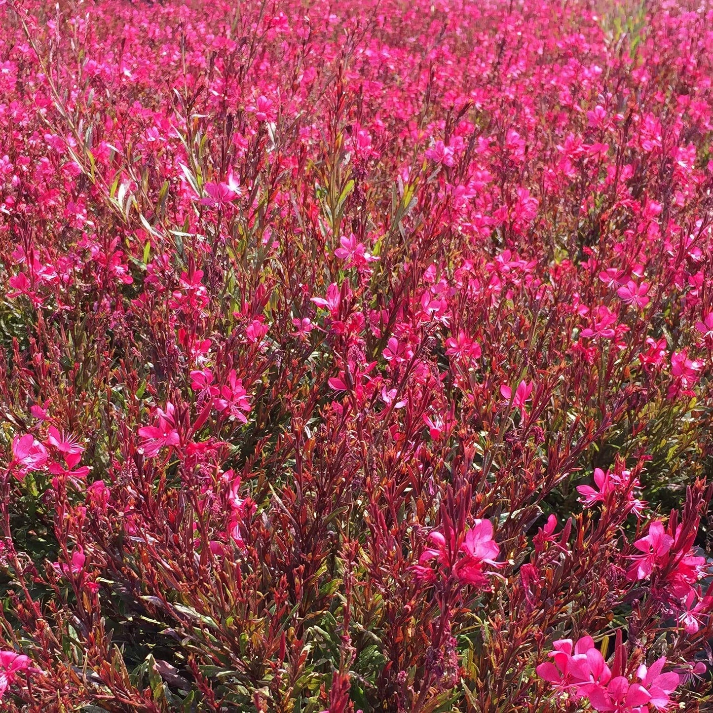 Oenothera lindheimeri 'Gaudi Red' (Gaura)