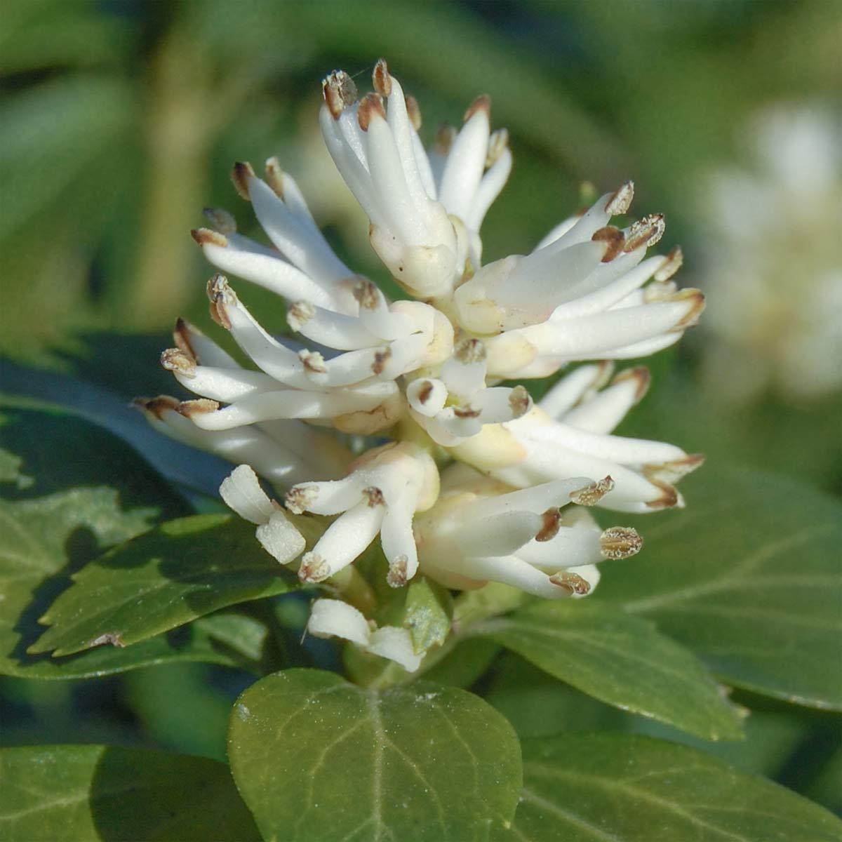 Pachysandra terminalis