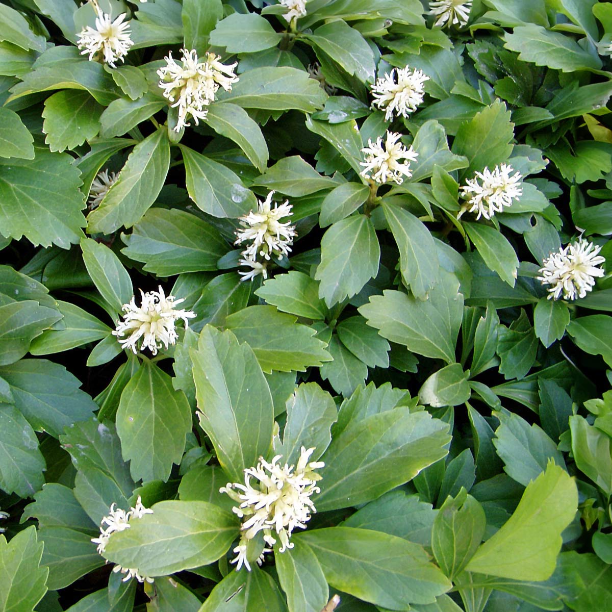 Pachysandra terminalis