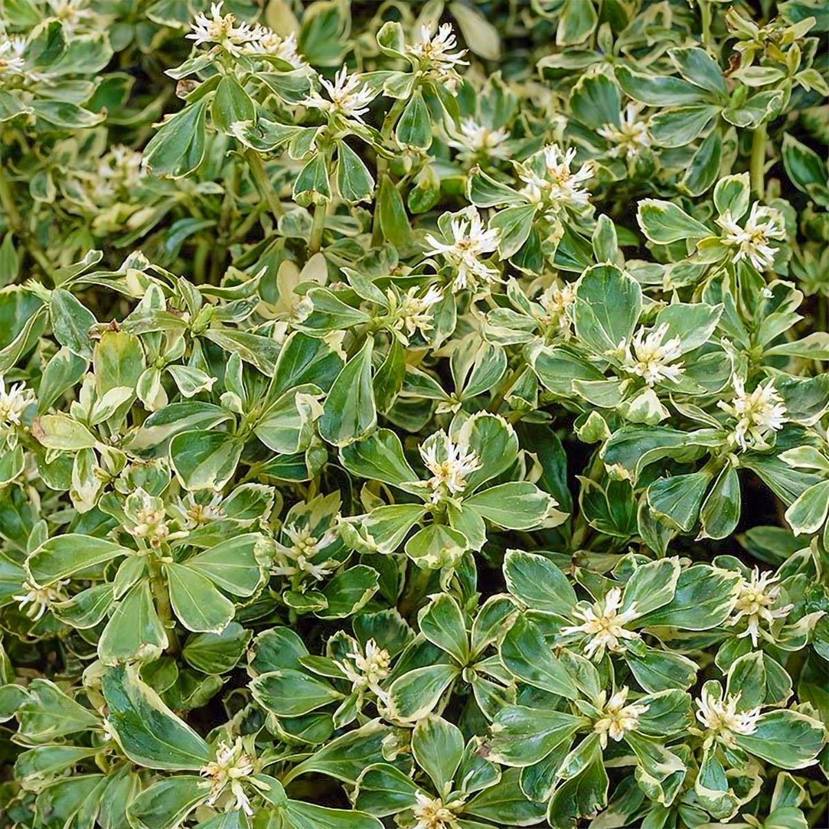 Pachysandra terminalis 'Variegata'