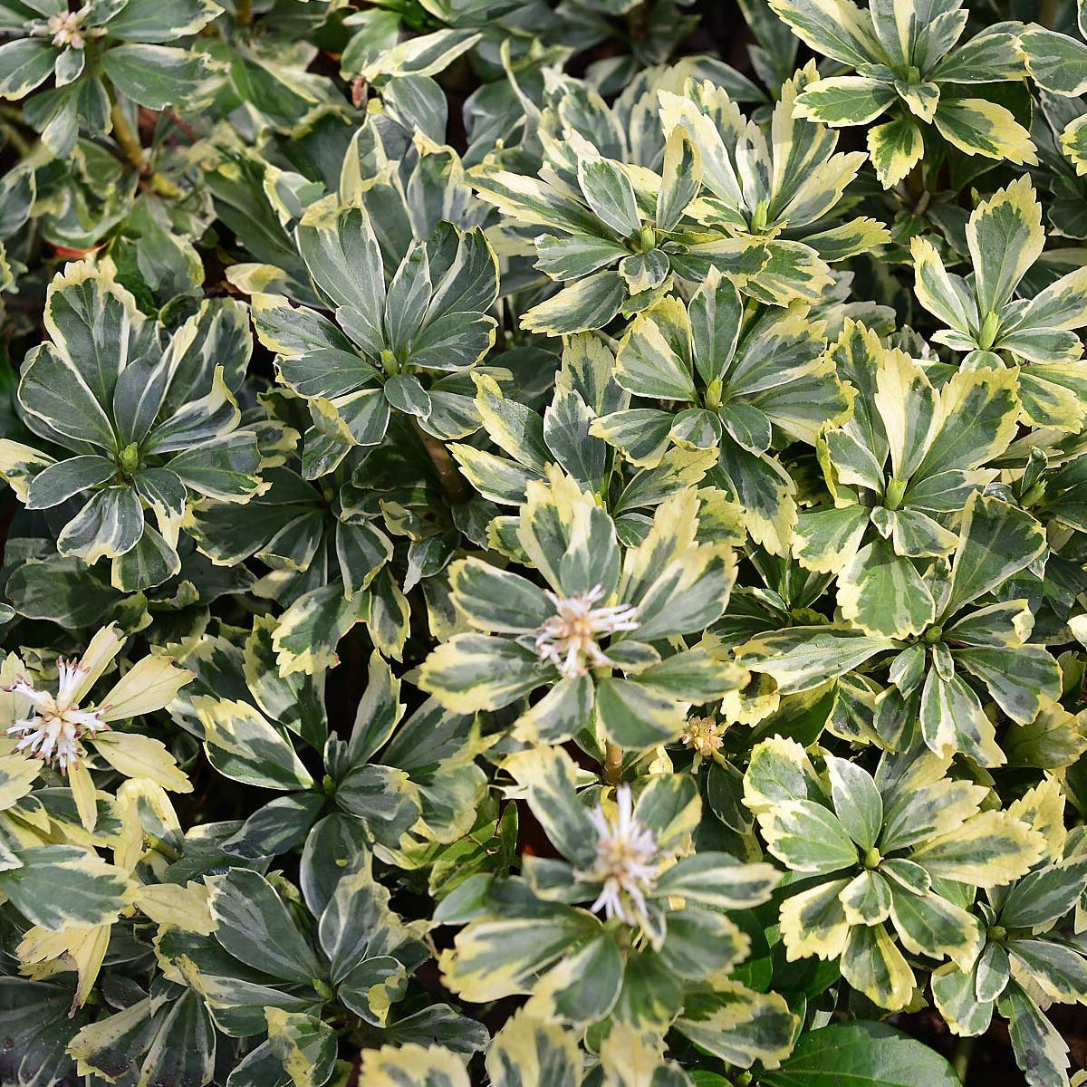 Pachysandra terminalis 'Variegata'