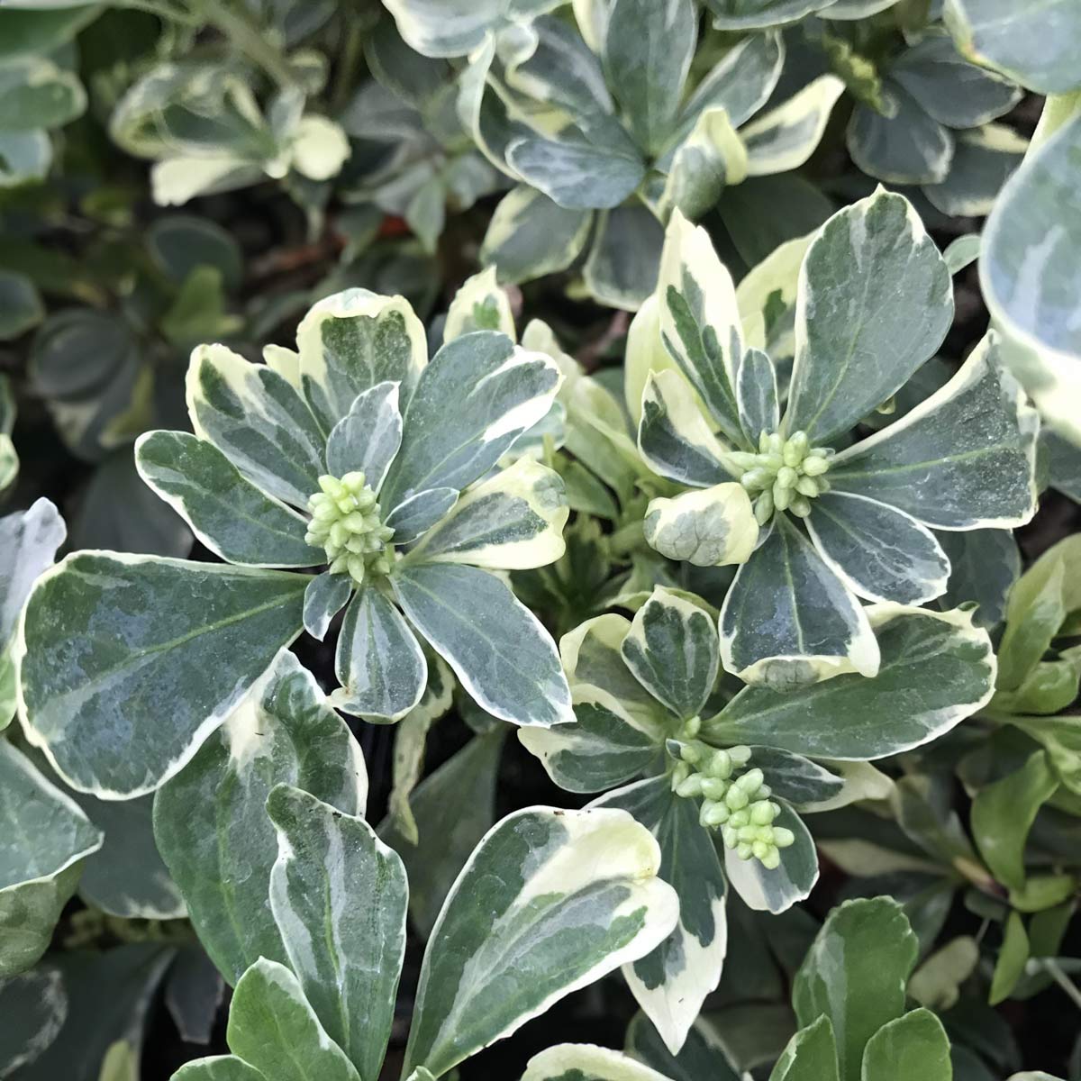 Pachysandra terminalis 'Variegata'