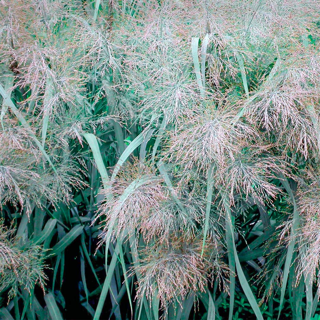 Panicum virgatum 'Dallas Blues'