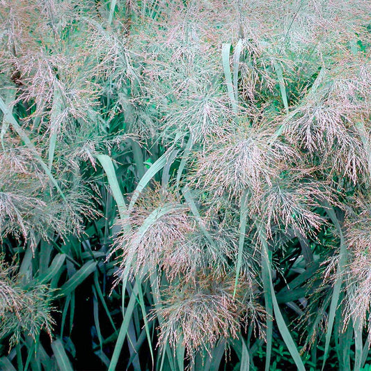 Panicum virgatum 'Dallas Blues'