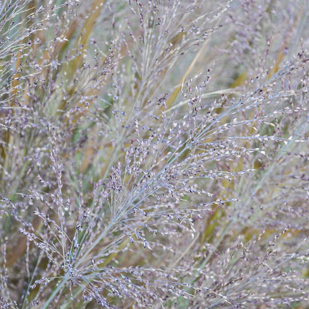 Panicum virgatum 'Dallas Blues'