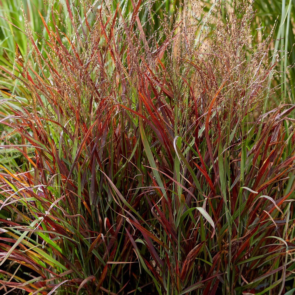 Panicum virgatum 'Hot Rod'