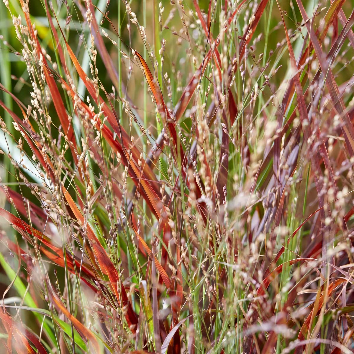 Panicum virgatum 'Hot Rod'