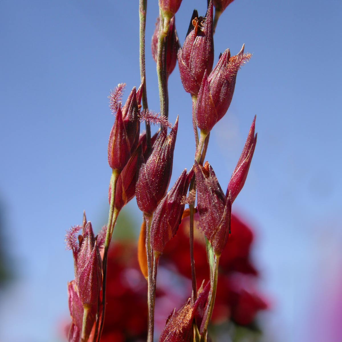 Panicum virgatum 'Hot Rod'