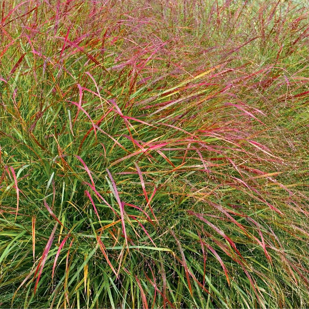 Panicum virgatum 'Squaw'