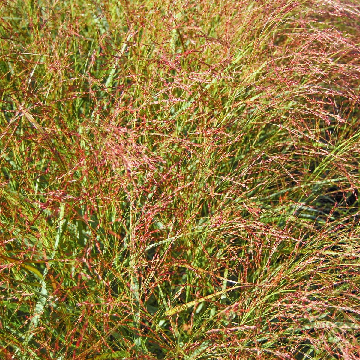 Panicum virgatum 'Squaw'