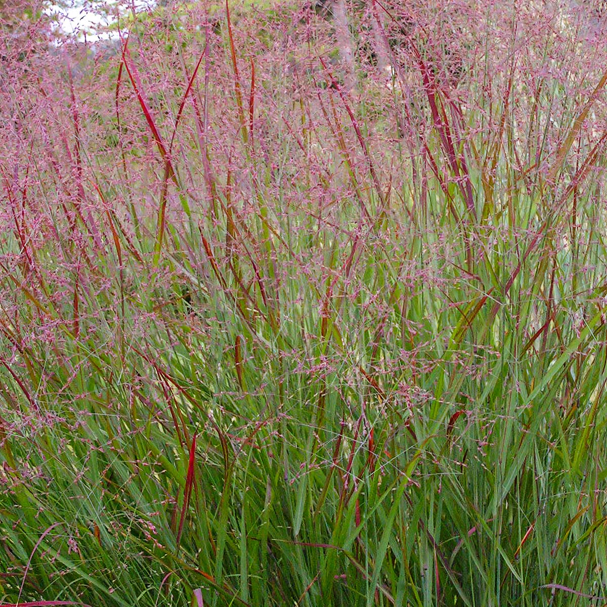 Panicum virgatum 'Squaw'