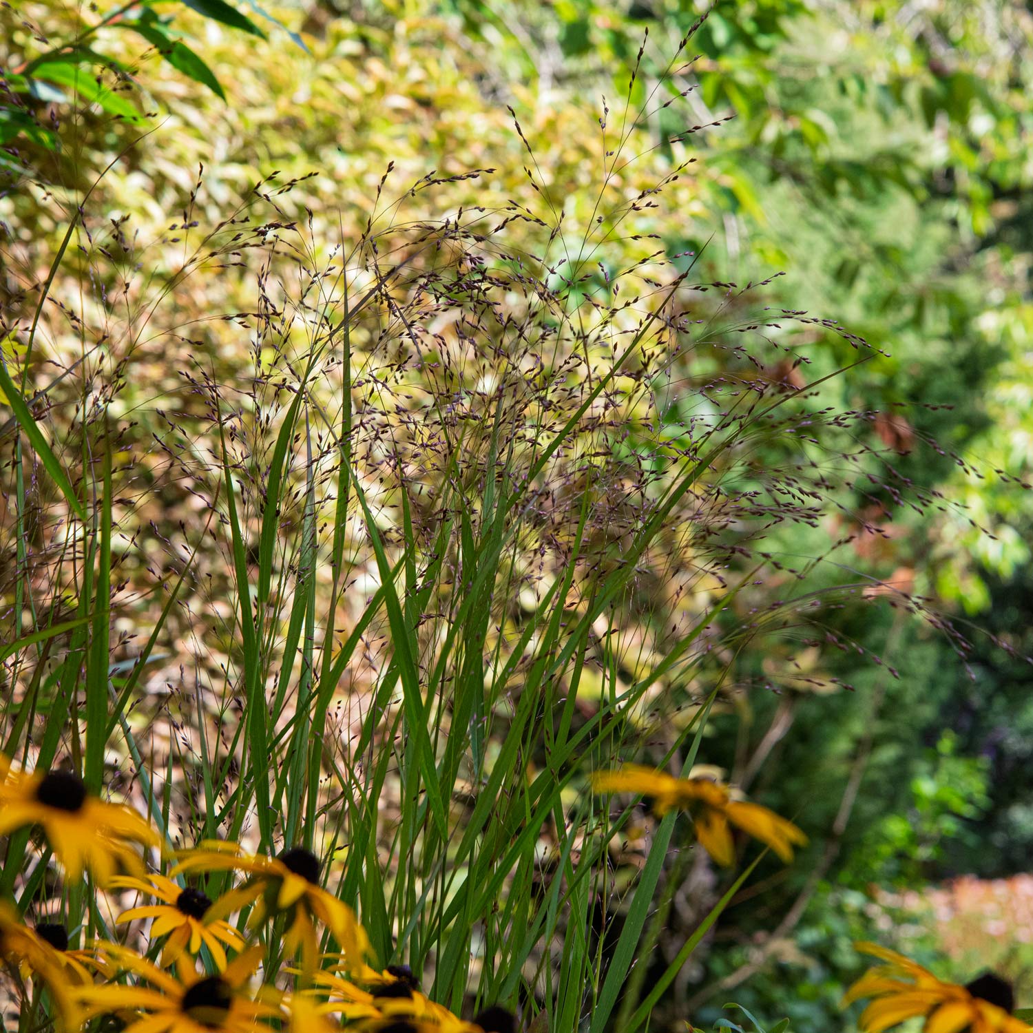 Panicum virgatum 'Warrior' in a border at Barnsdale Gardens