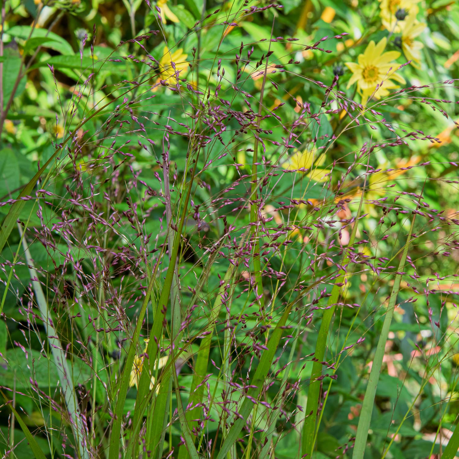 Panicum virgatum 'Warrior' at Barnsdale Gardens