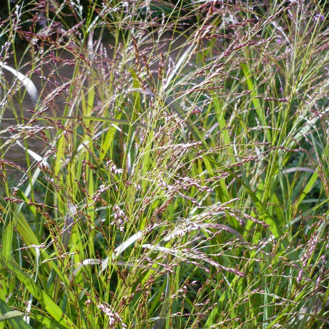Panicum virgatum 'Warrior'