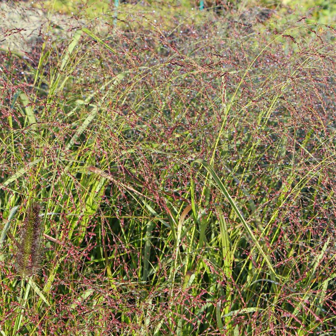 Panicum virgatum 'Warrior'
