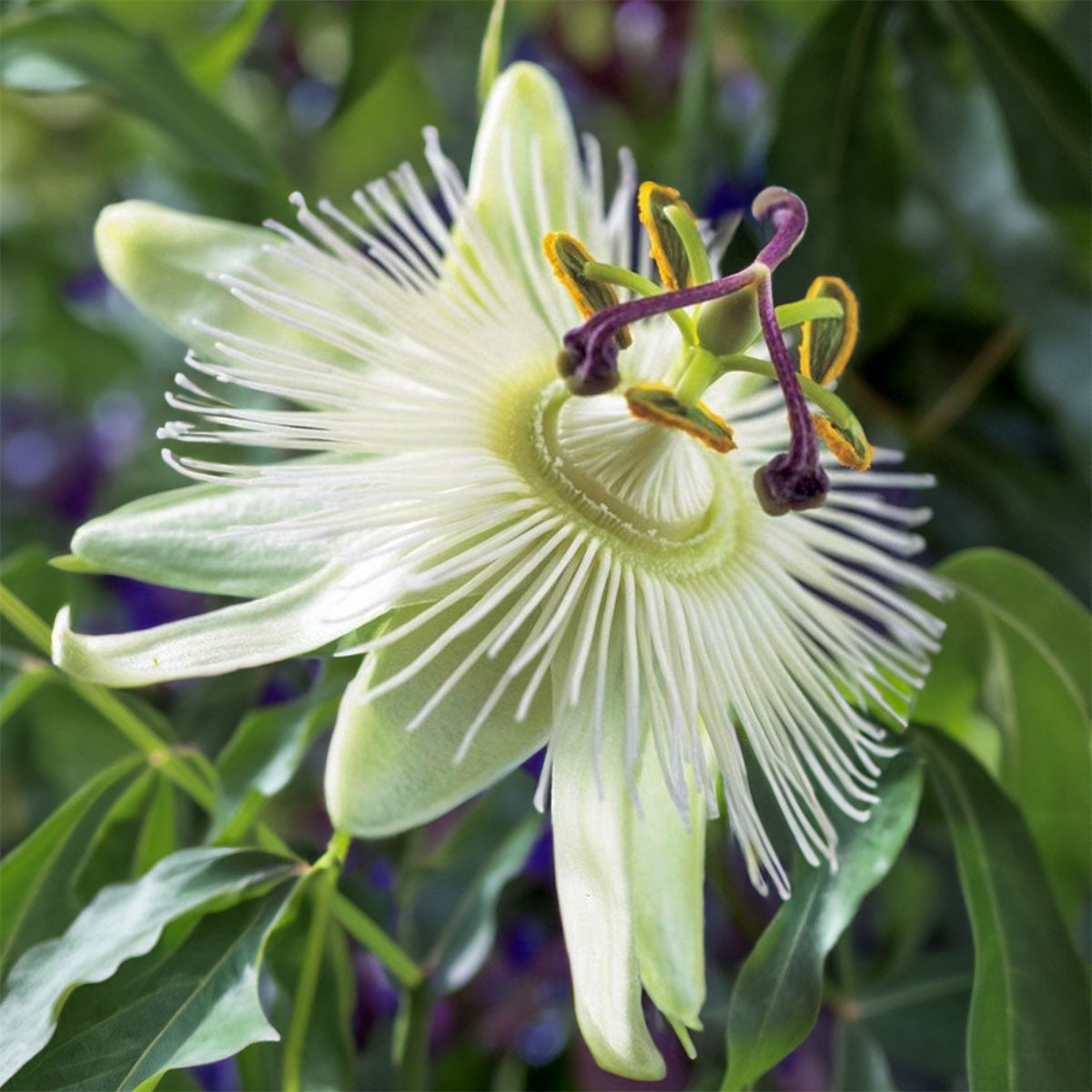 Passiflora caerulea 'Constance Eliott' (Passion Flower)