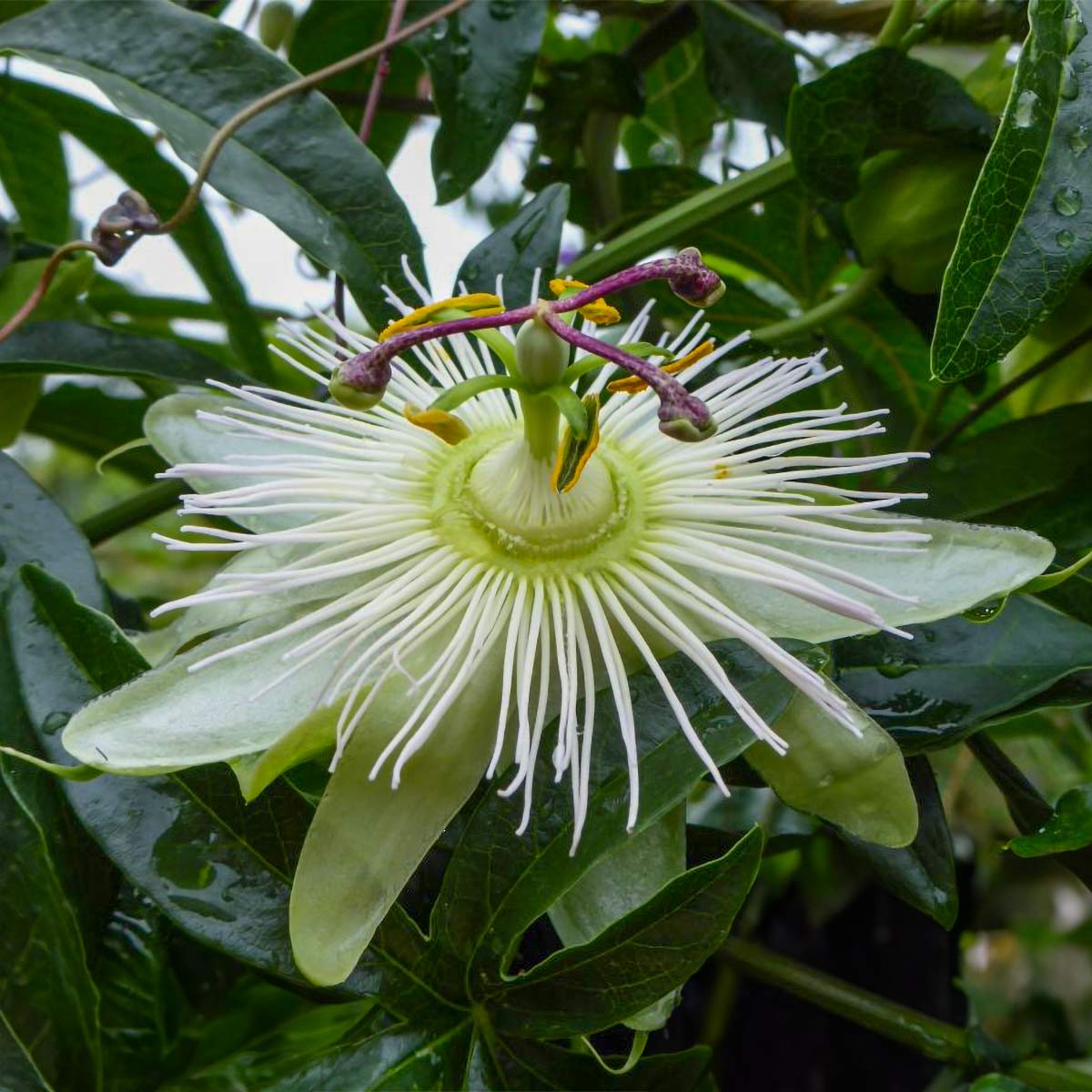 Passiflora caerulea 'Constance Eliott' (Passion Flower)