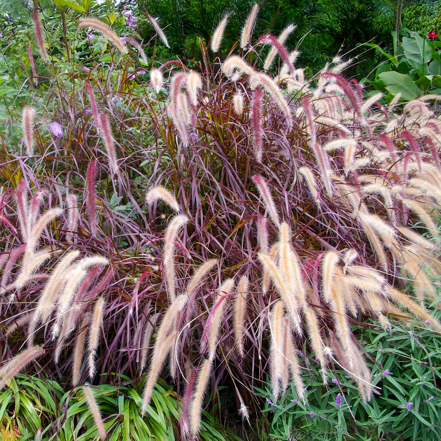 Pennisetum advena 'Rubrum'