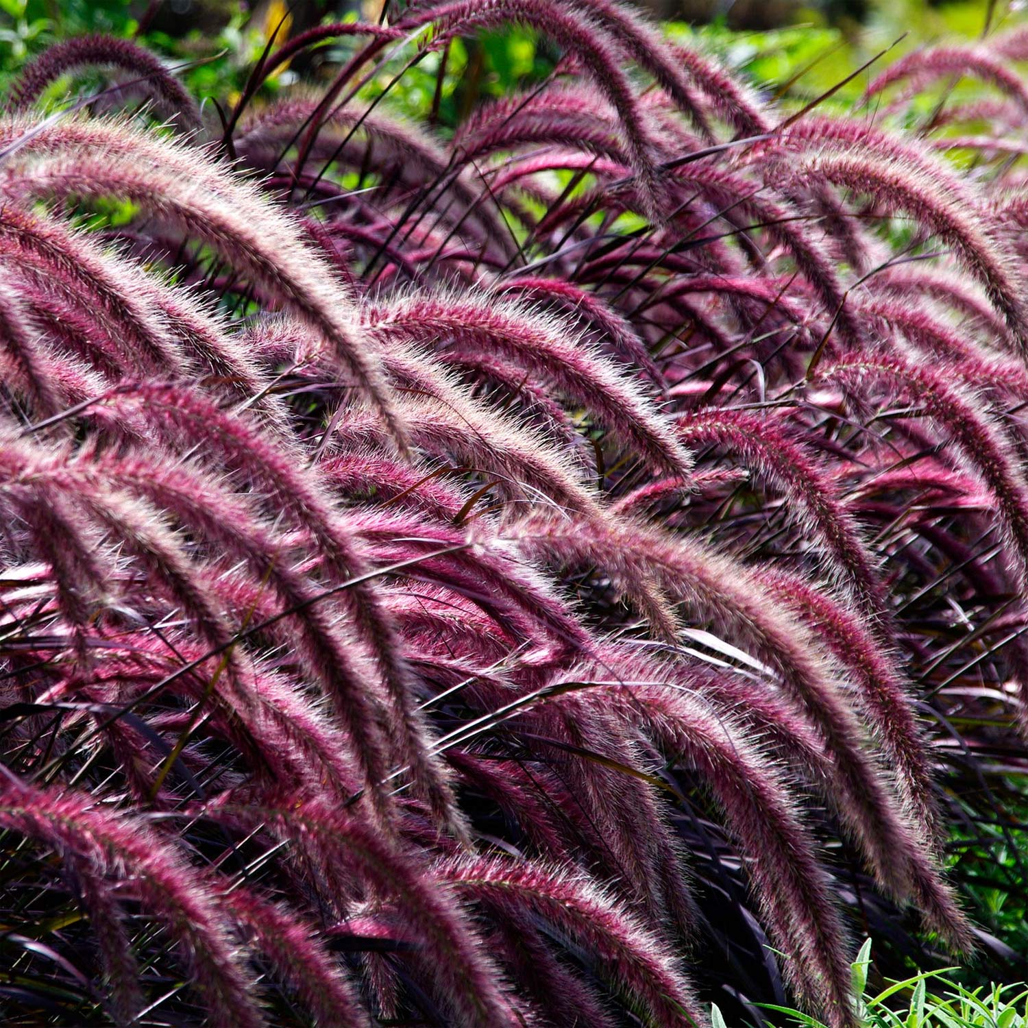 Pennisetum advena 'Rubrum'