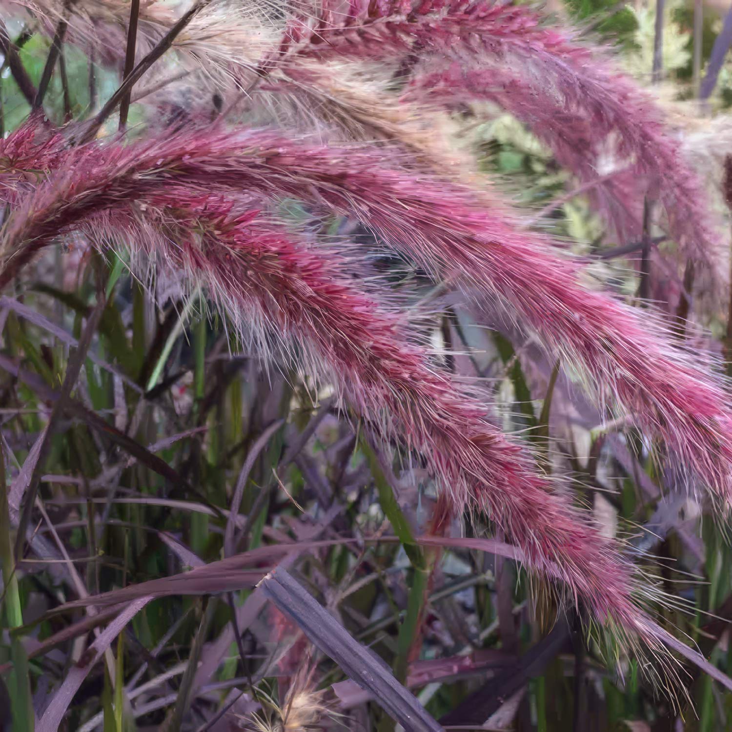 Pennisetum advena 'Rubrum'