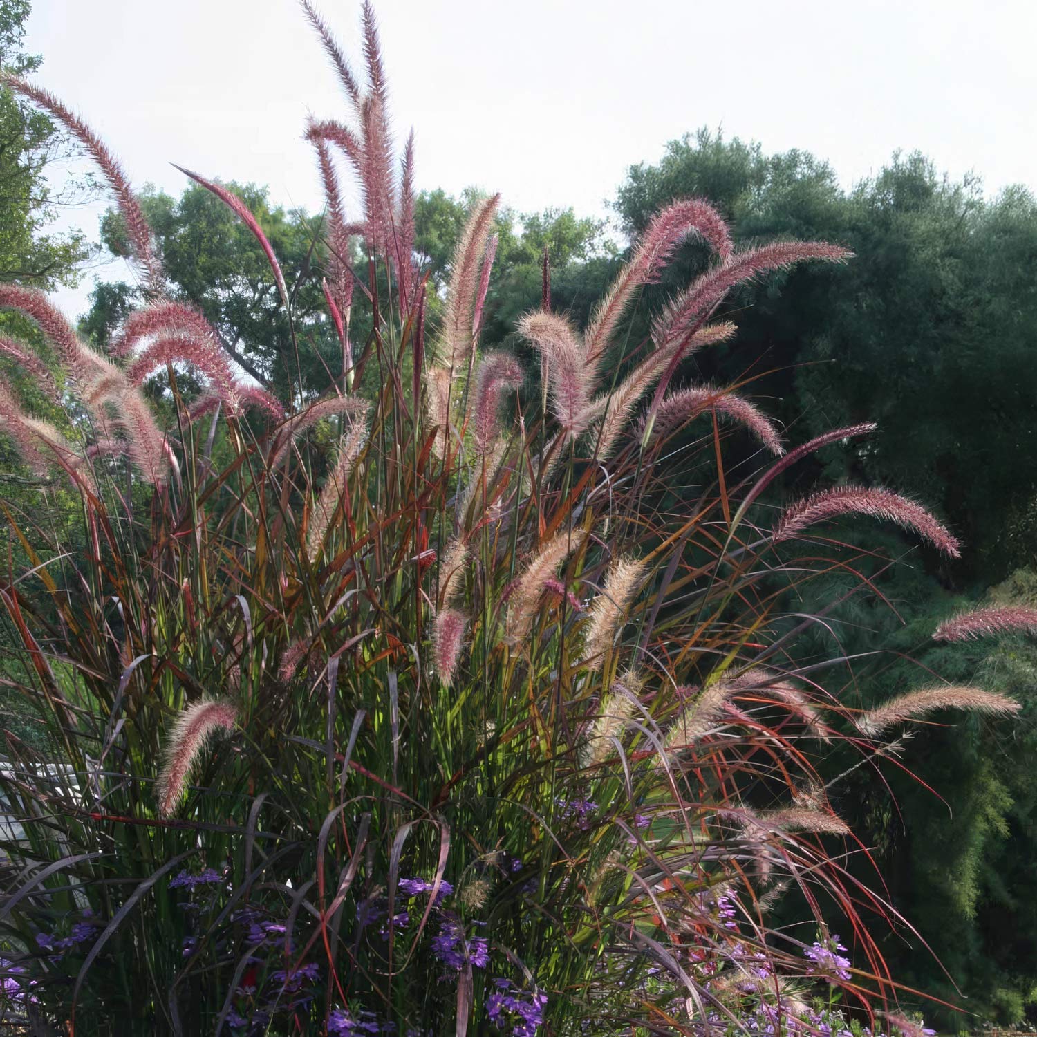 Pennisetum advena 'Rubrum'