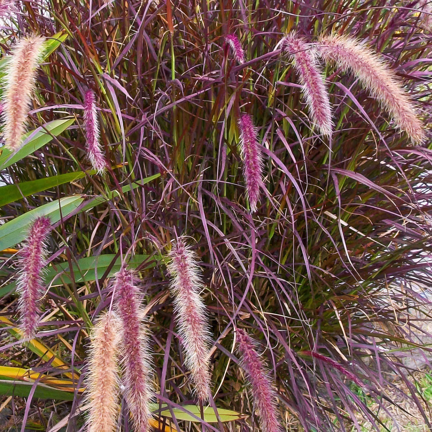 Pennisetum advena 'Rubrum'
