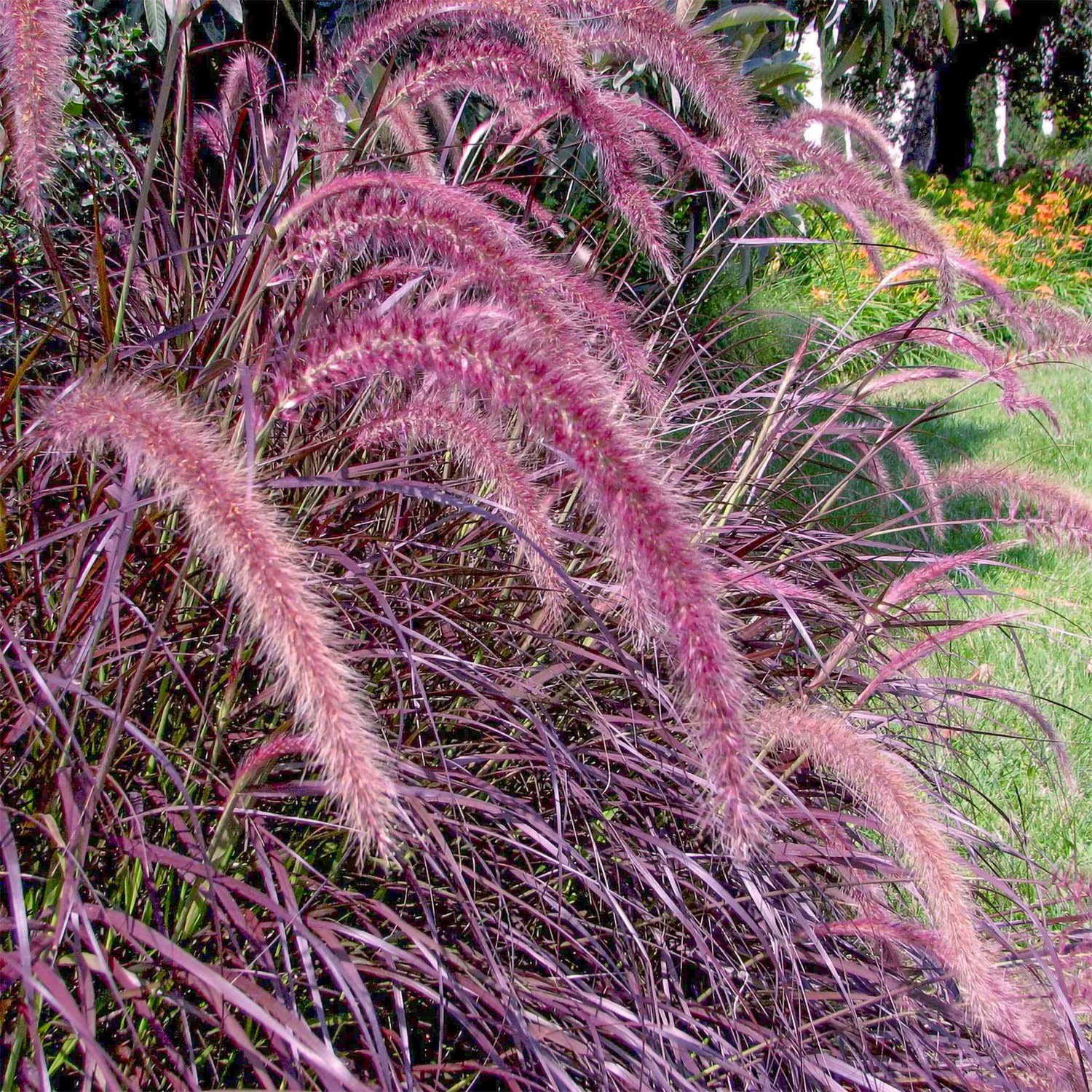 Pennisetum advena 'Rubrum'