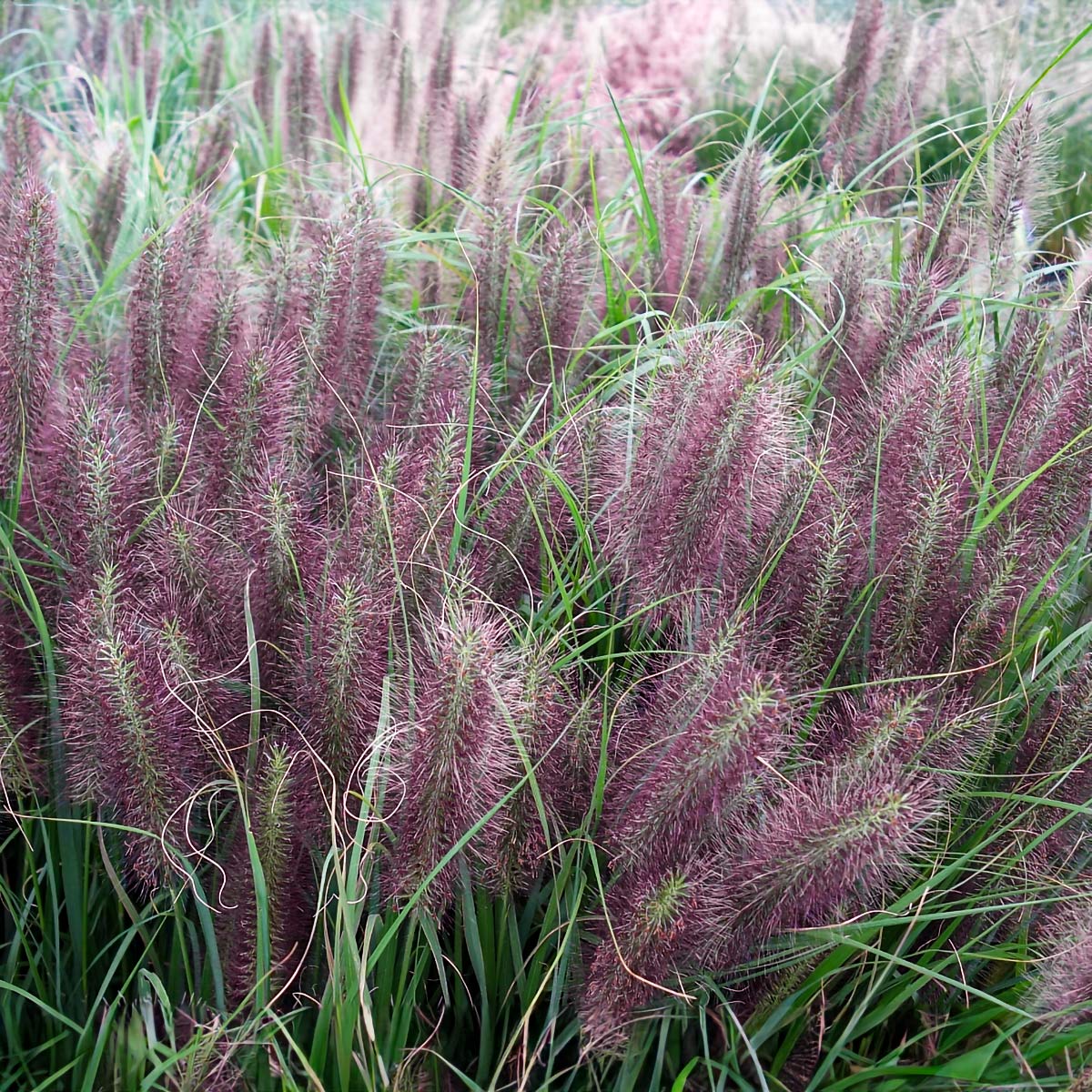 Pennisetum alopecuroides 'Red Head'