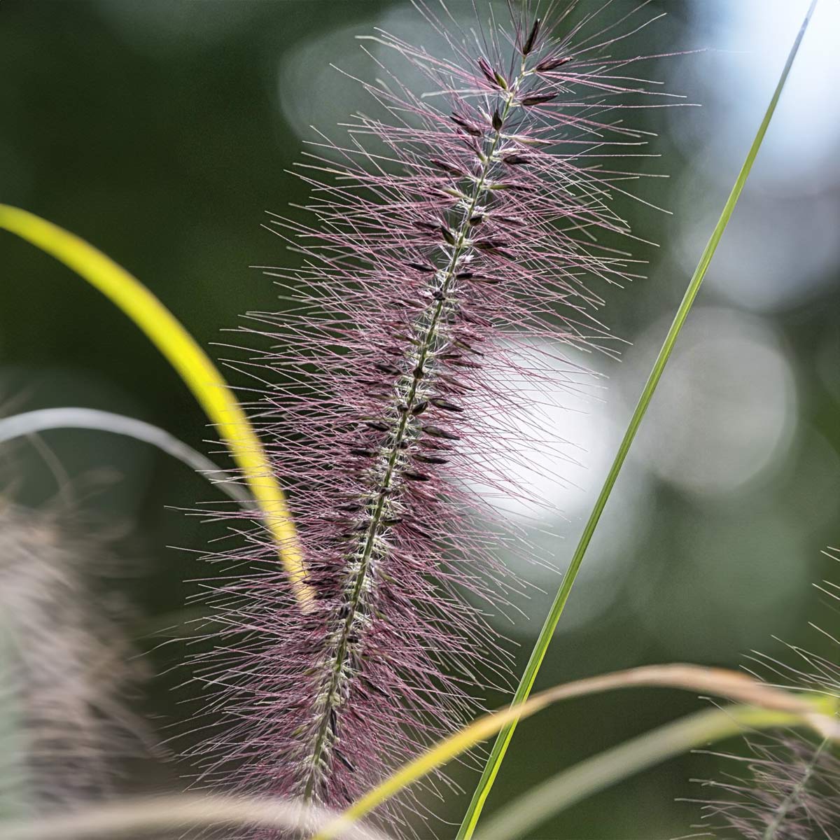 Pennisetum alopecuroides 'Red Head'