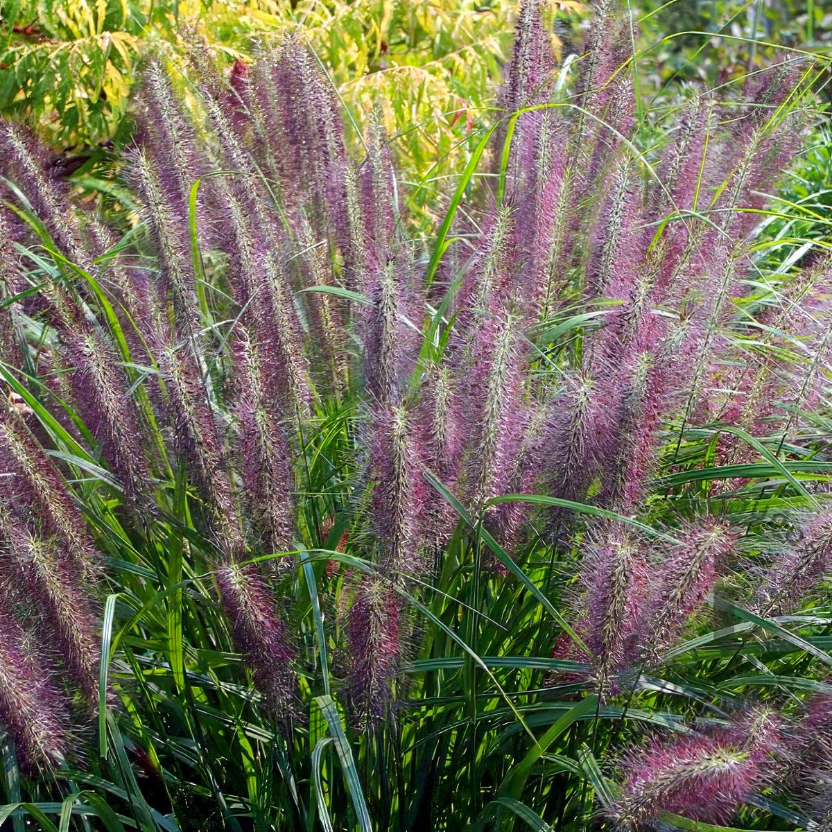 Pennisetum alopecuroides 'Red Head'