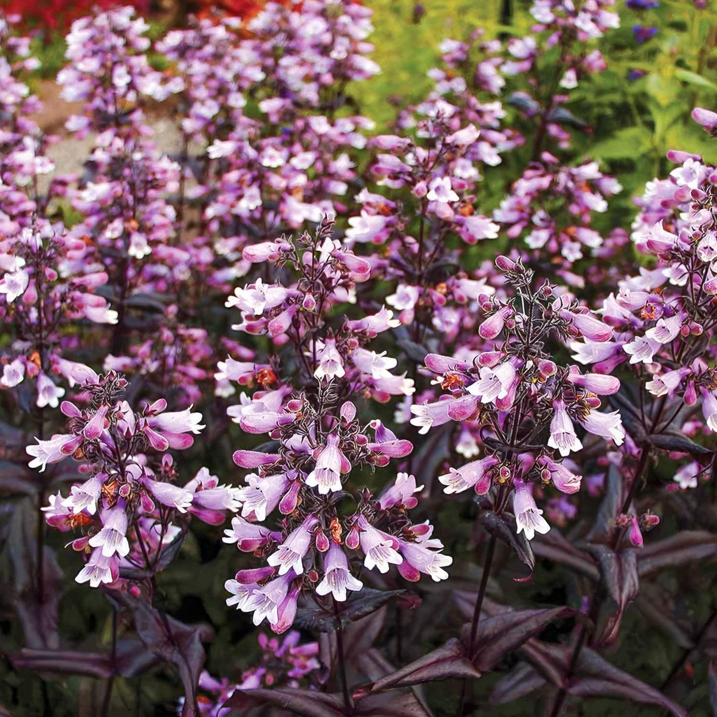 Penstemon digitalis 'Dakota Burgundy'