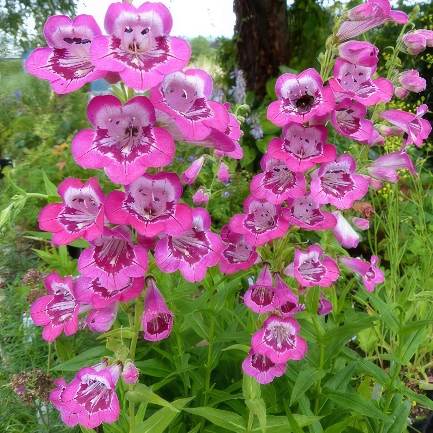 Penstemon 'Elmley'