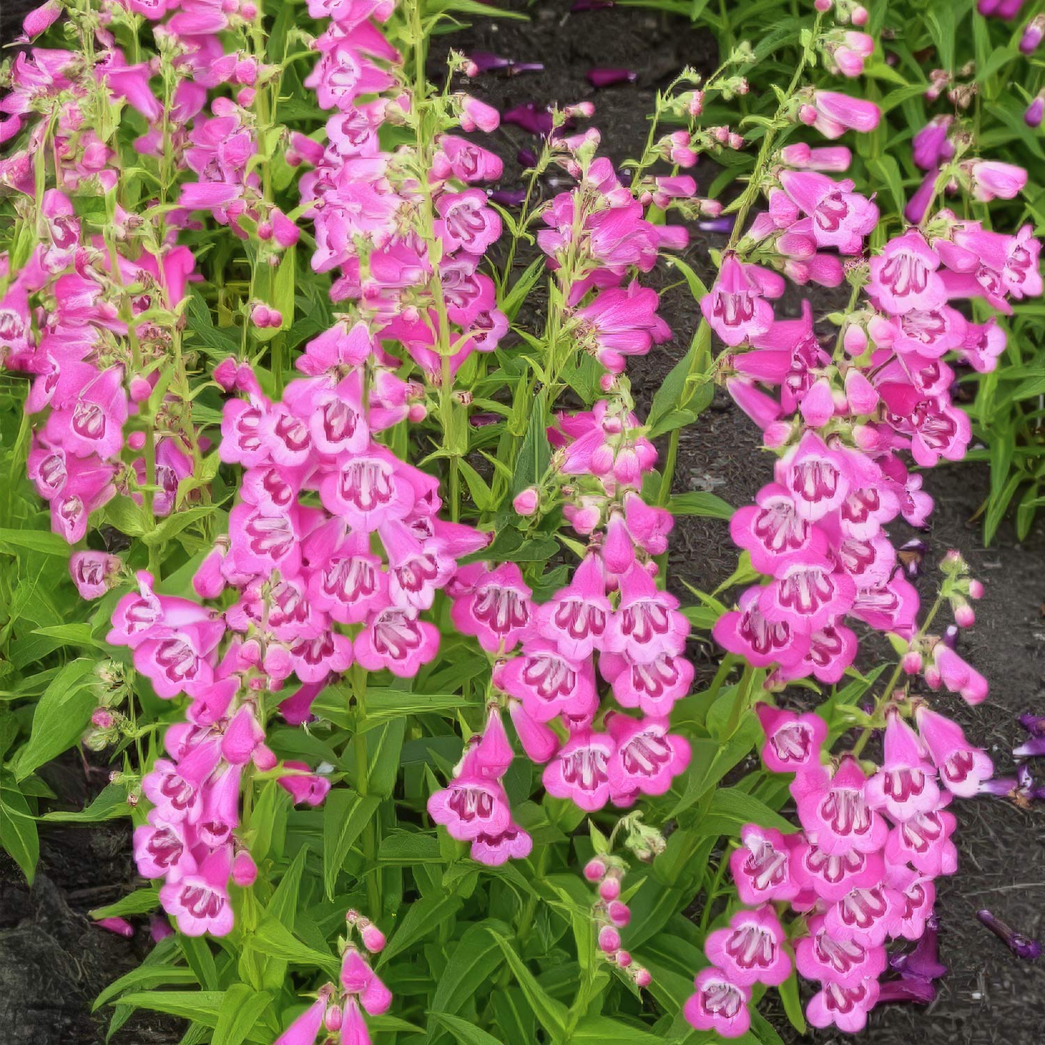 Penstemon 'Elmley'