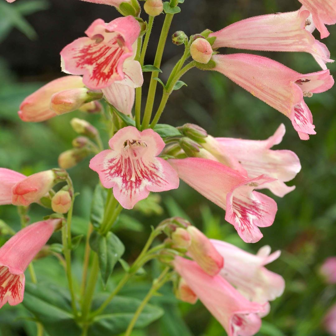 Penstemon 'Hewell's Pink Bedder'