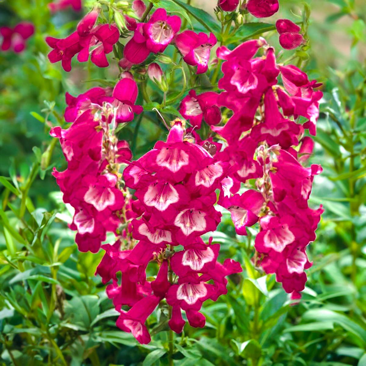 Penstemon 'Pensham Amelia Jane'