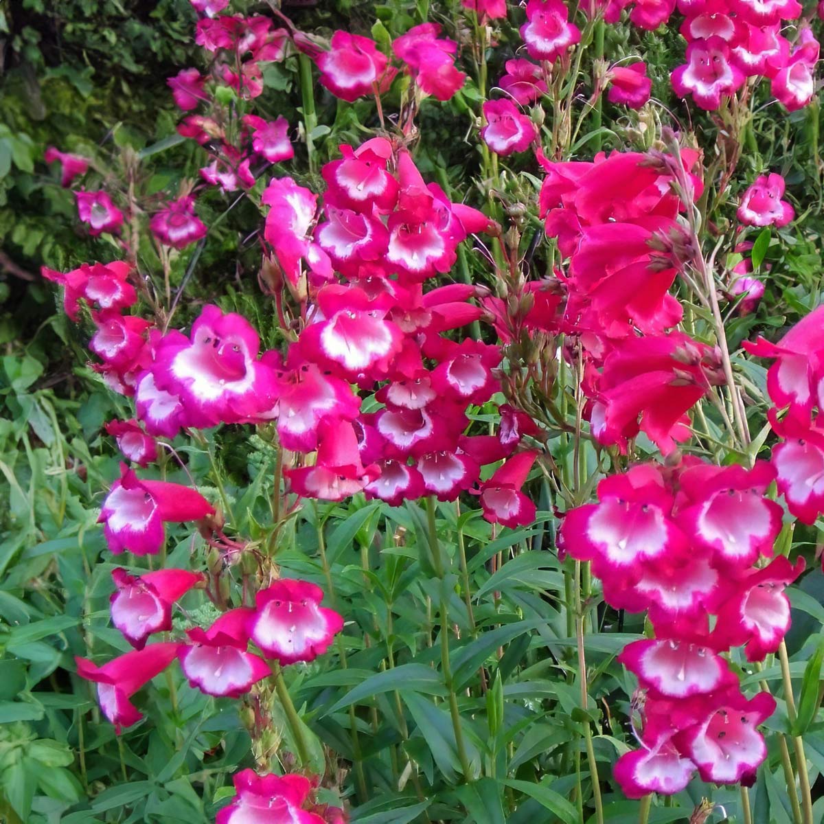Penstemon 'Pensham Amelia Jane'