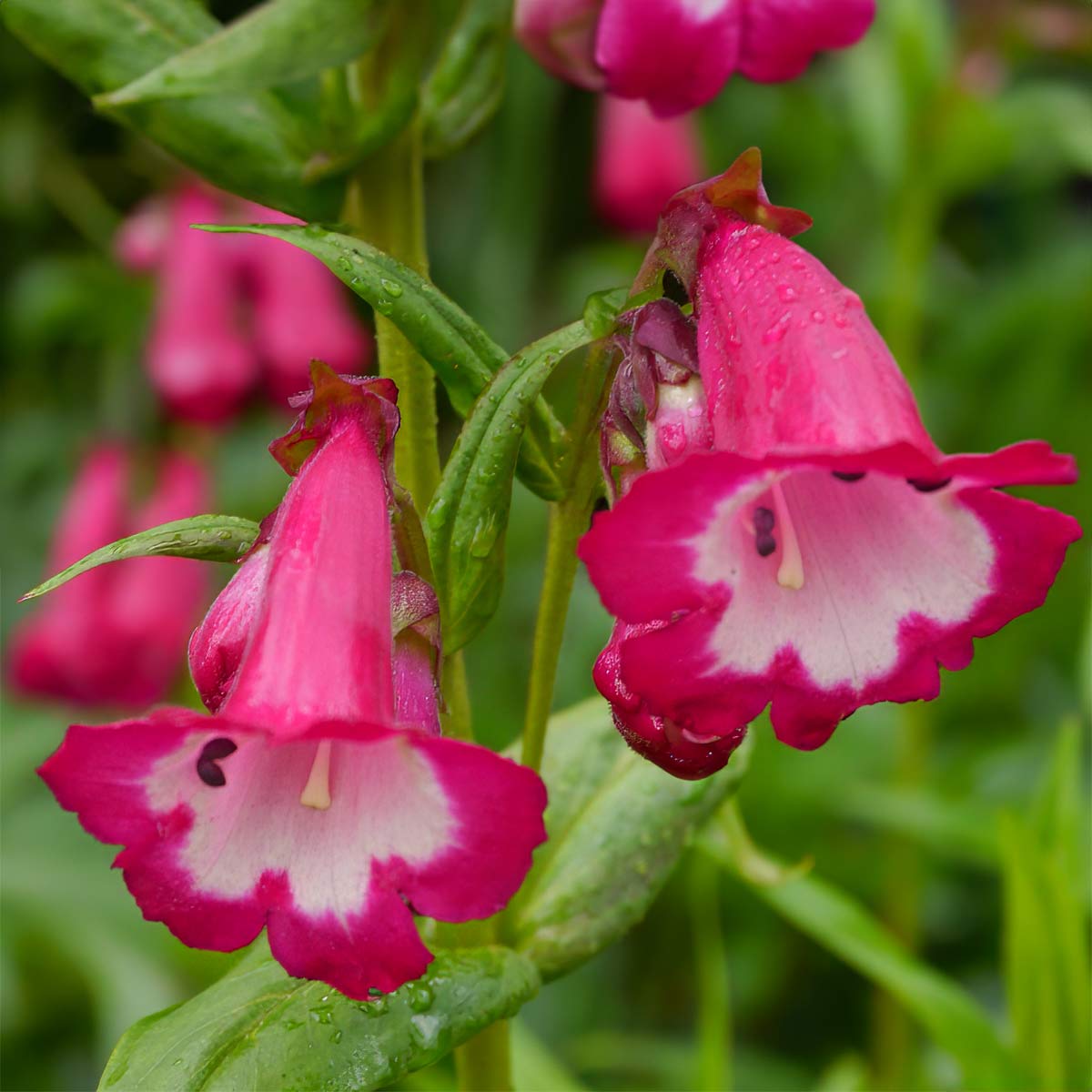 Penstemon 'Pensham Amelia Jane'