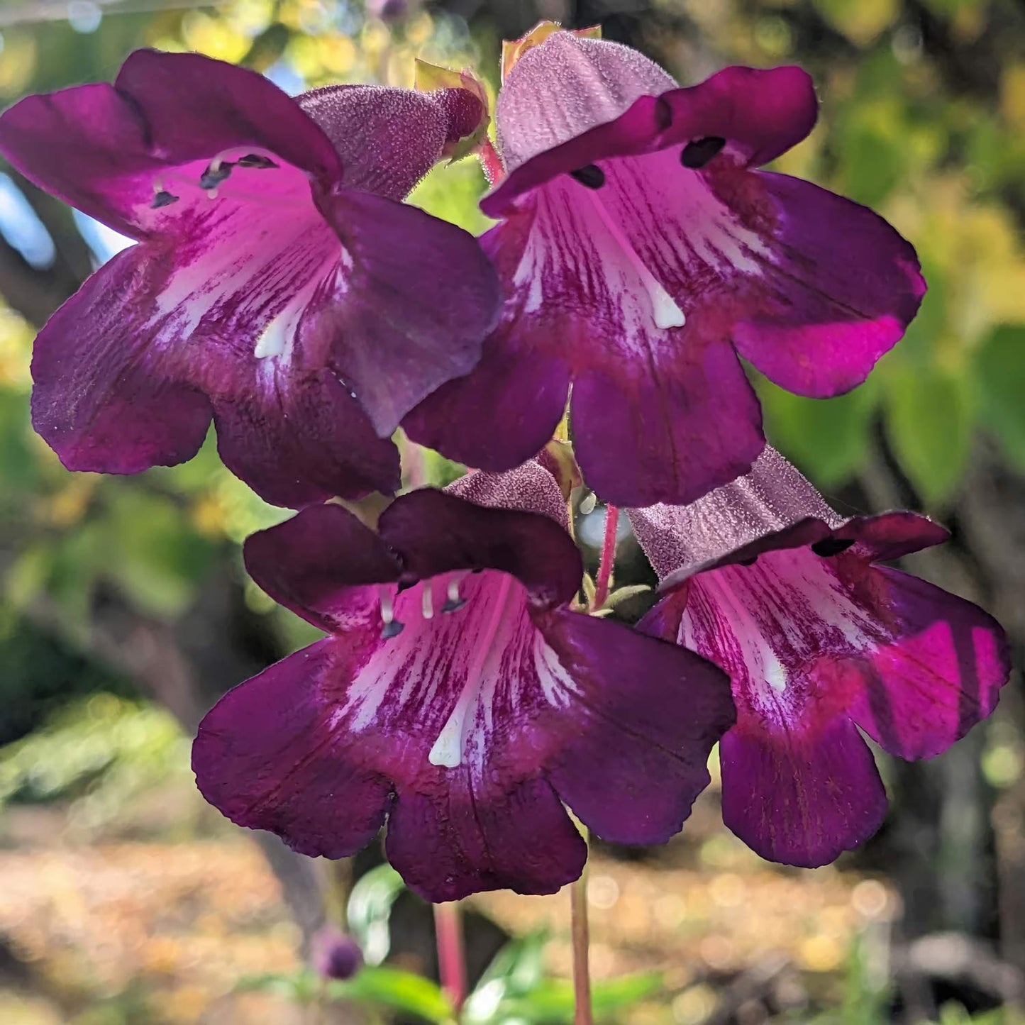 Penstemon 'Raven'